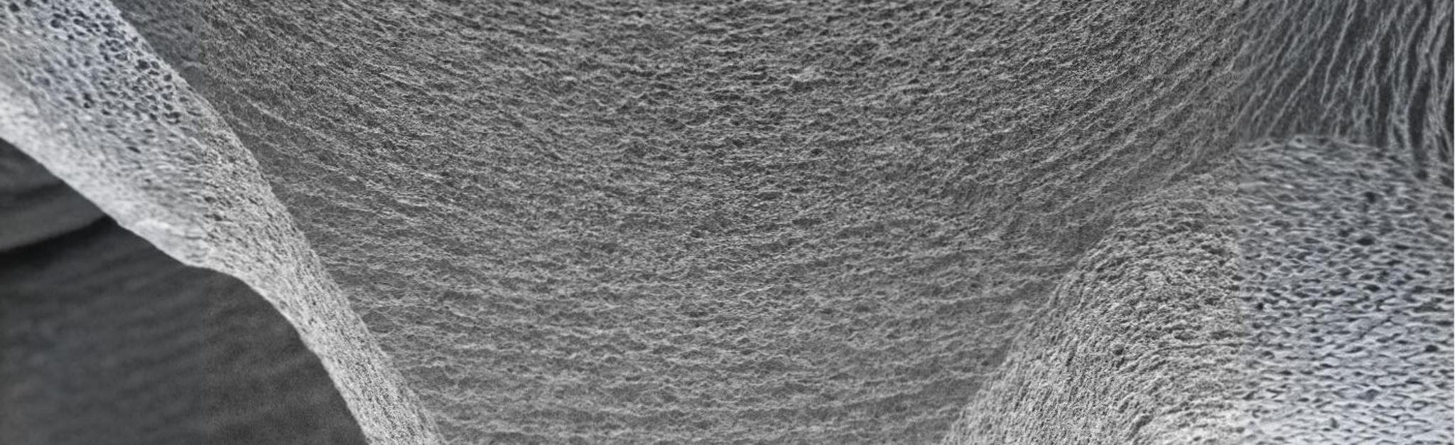 Bioinnovation final textura